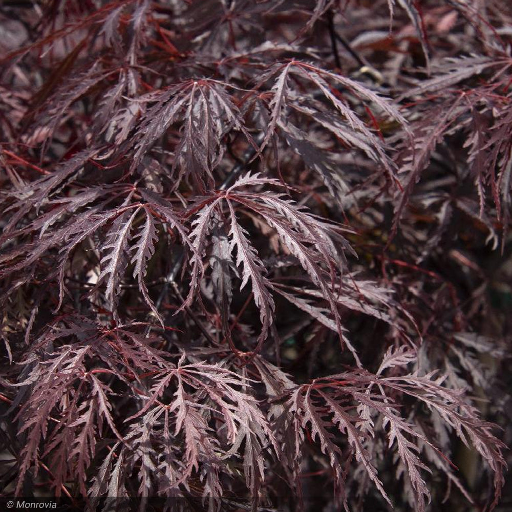 Japanese Maple, Tamukeyama #10