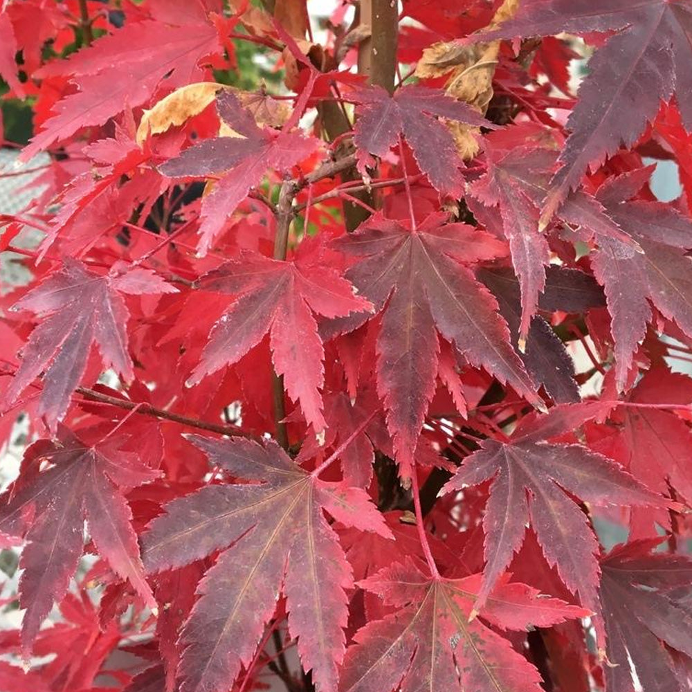 Japanese Maple, Tobiosho #10