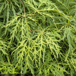 Load image into Gallery viewer, Japanese Maple, Viridis #15
