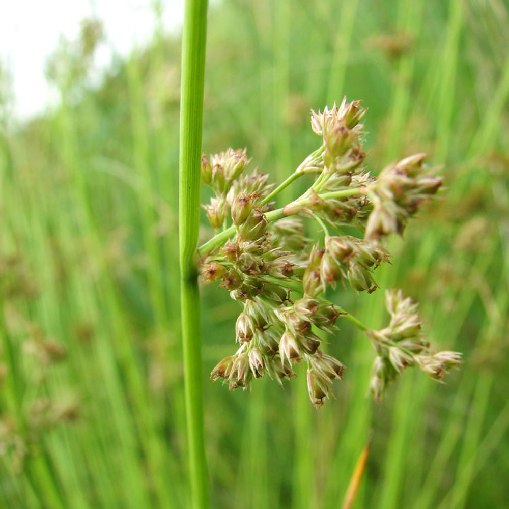 Juncus Qt