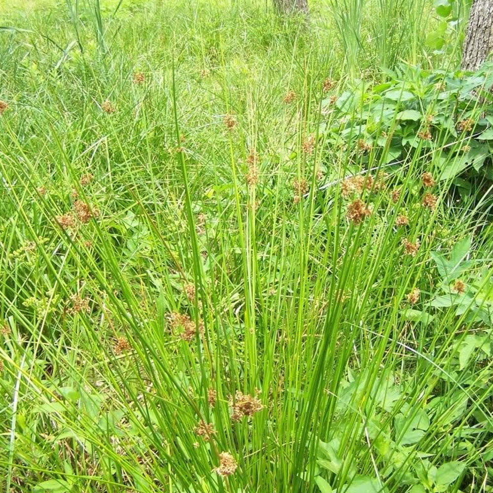 Juncus Qt