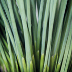 Load image into Gallery viewer, Juncus, Blue Arrows #1