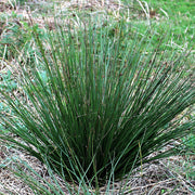 Juncus, Blue Arrows #1
