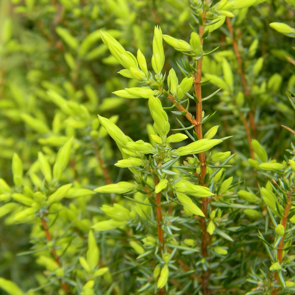 Juniper, Gold Cone Spiral #10