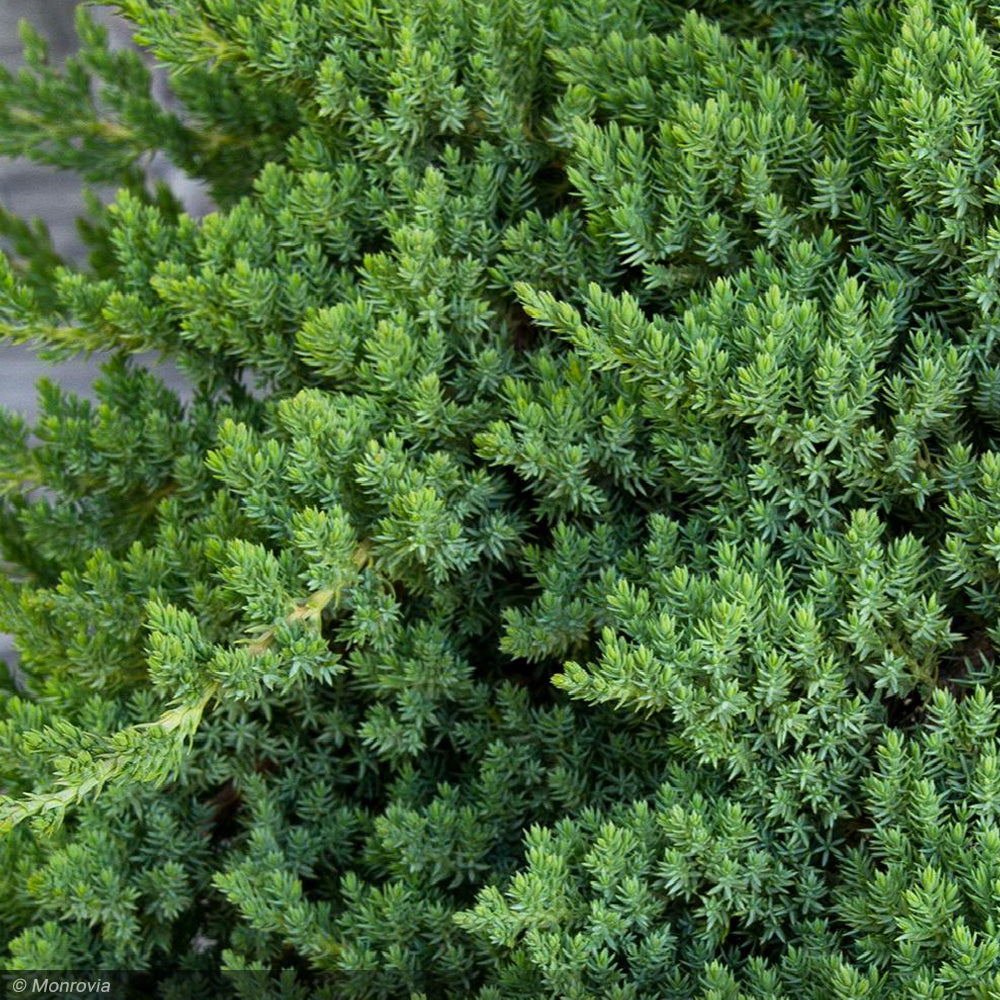 Juniper, Nana Procumbens #1