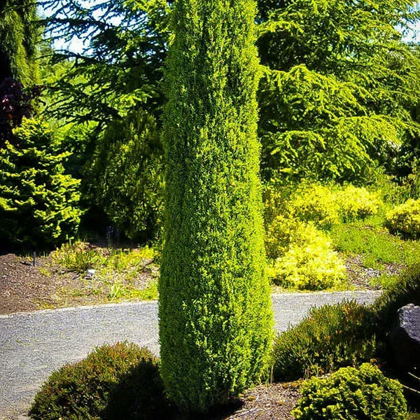 Juniper, Pencil Point #3 – Greenwood Creek Nursery