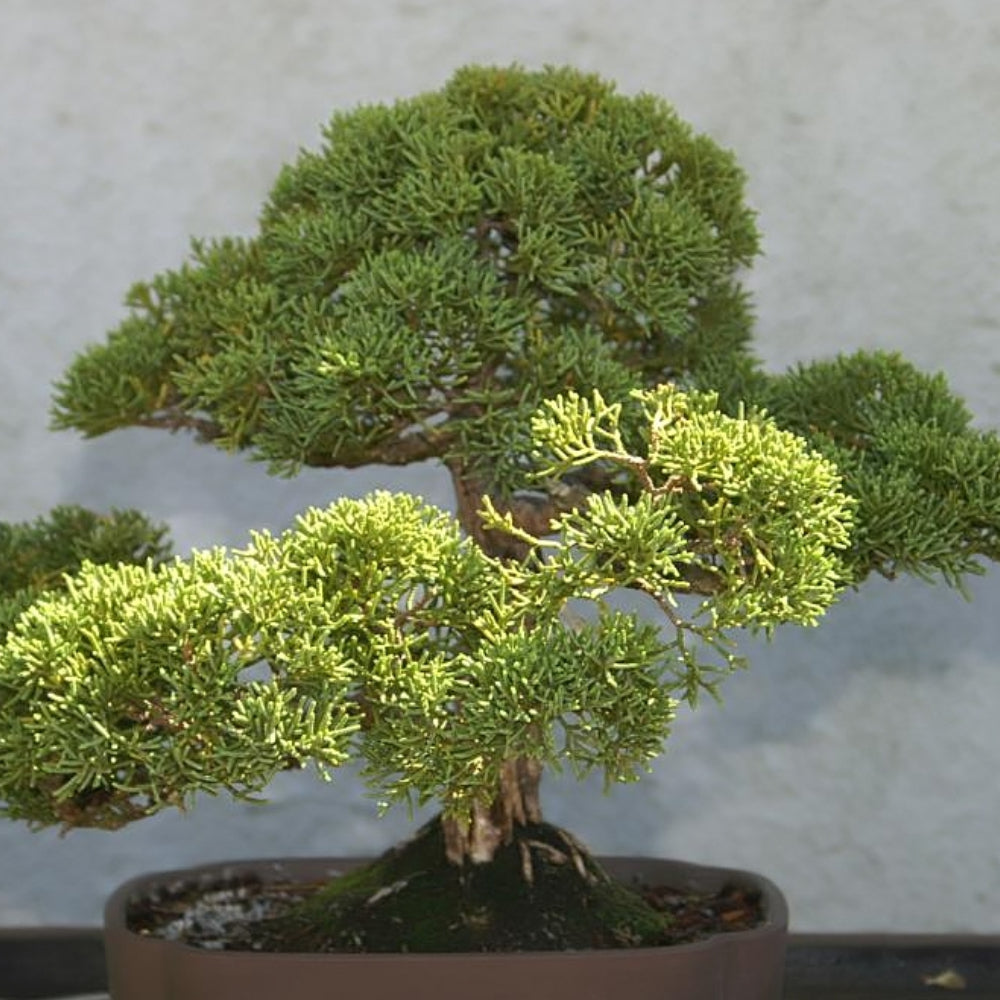 Juniper, Sargentii #2