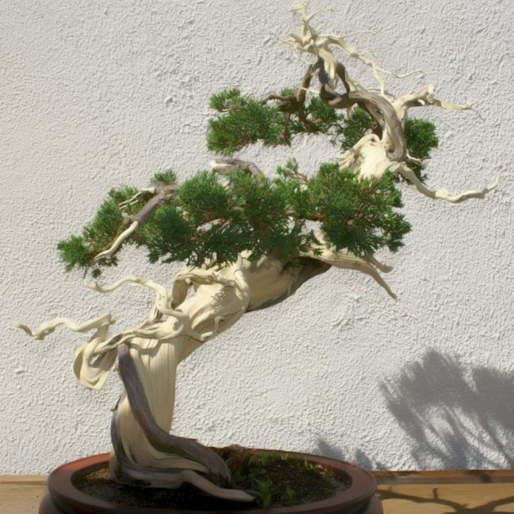 Juniper, Sargentii #2