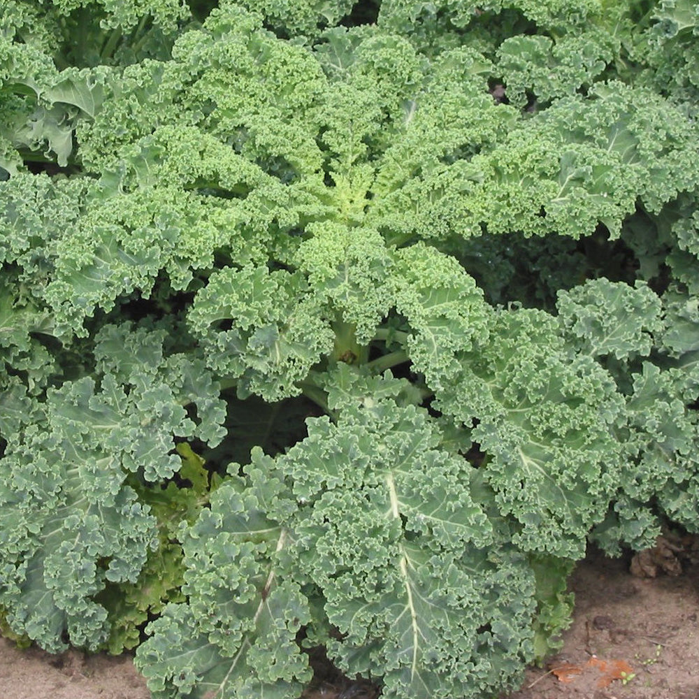 Annual, Kale Qt