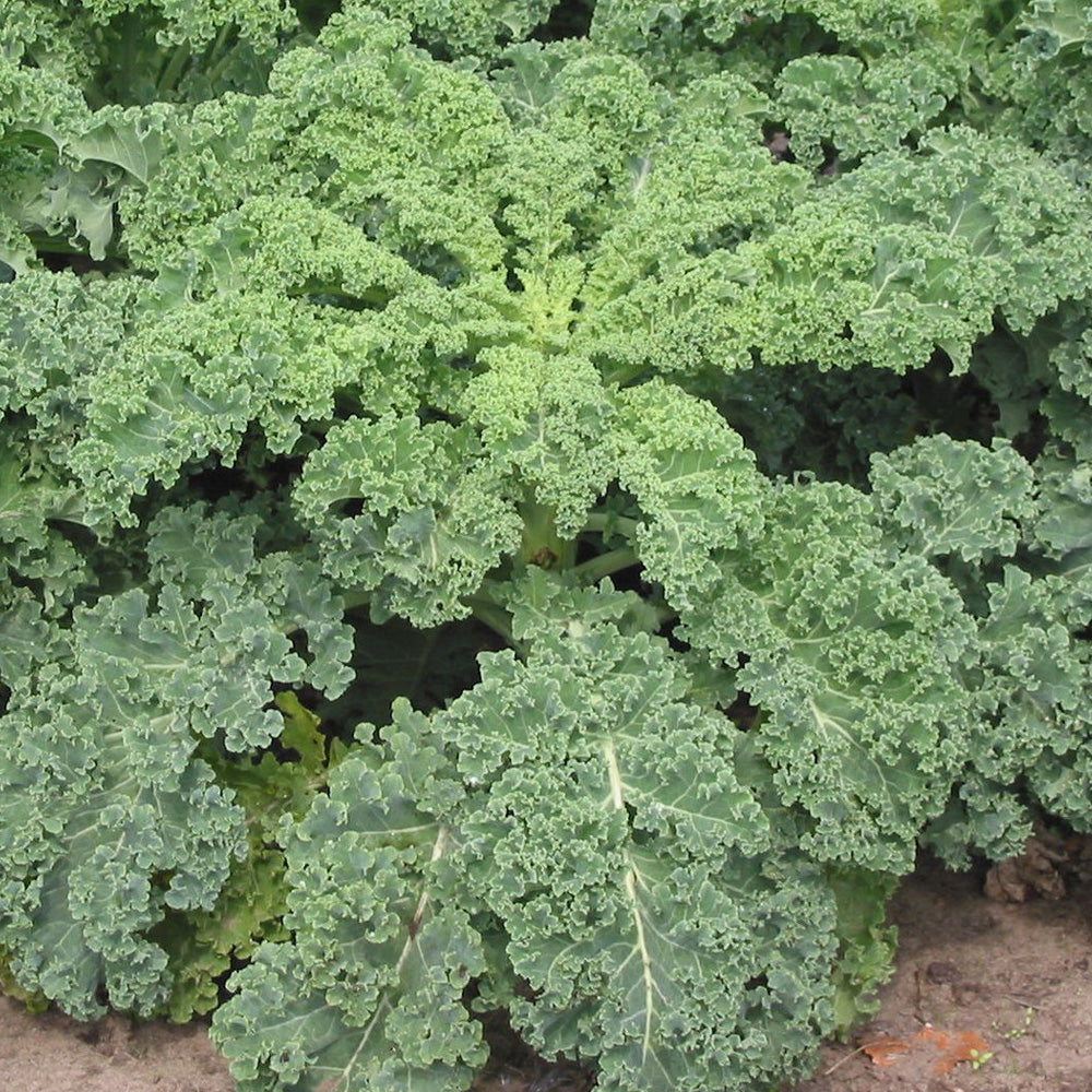 Annual, 8" Kale