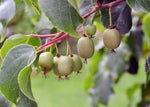 Load image into Gallery viewer, Kiwi, Hardy Kiwi Combination #2
