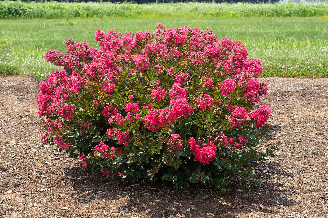 Crape Myrtle, Bellini Raspberry #3