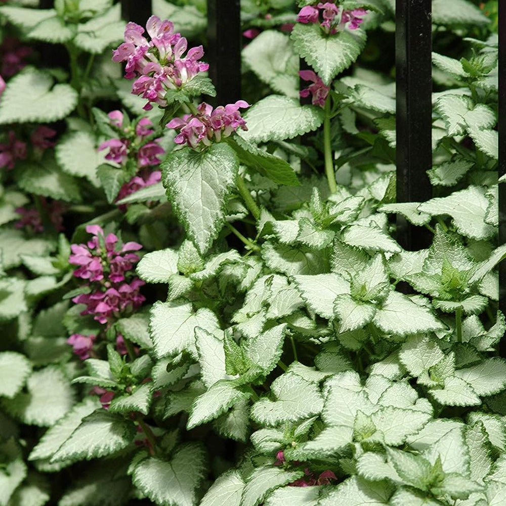 Lamium, Beacon Silver #1