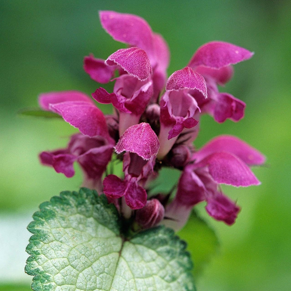 Lamium, Beacon Silver #1