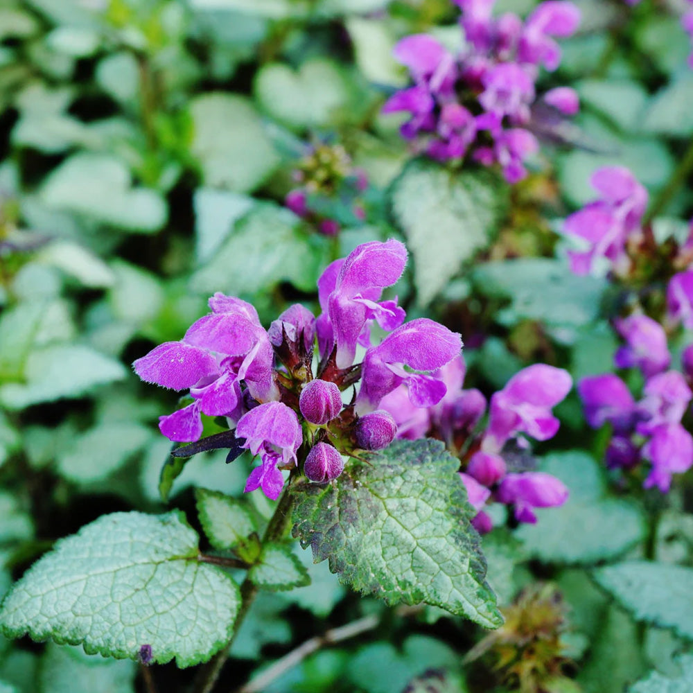 Lamium, Lami Dark Purple #1