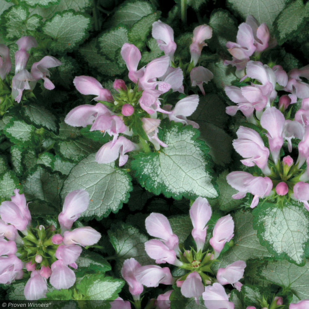 Lamium, Pink Chablis #1