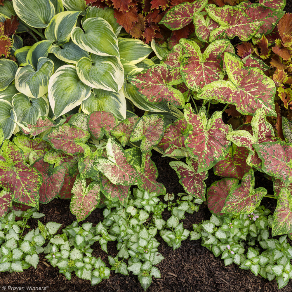 Lamium, Pink Chablis #1