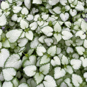 Lamium, White Nancy #1