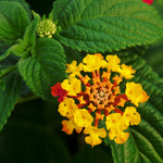 Load image into Gallery viewer, Trop, Lantana Std 10&quot; Pot
