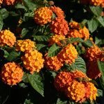 Load image into Gallery viewer, Annual, 4.5&quot; Lantana Gem
