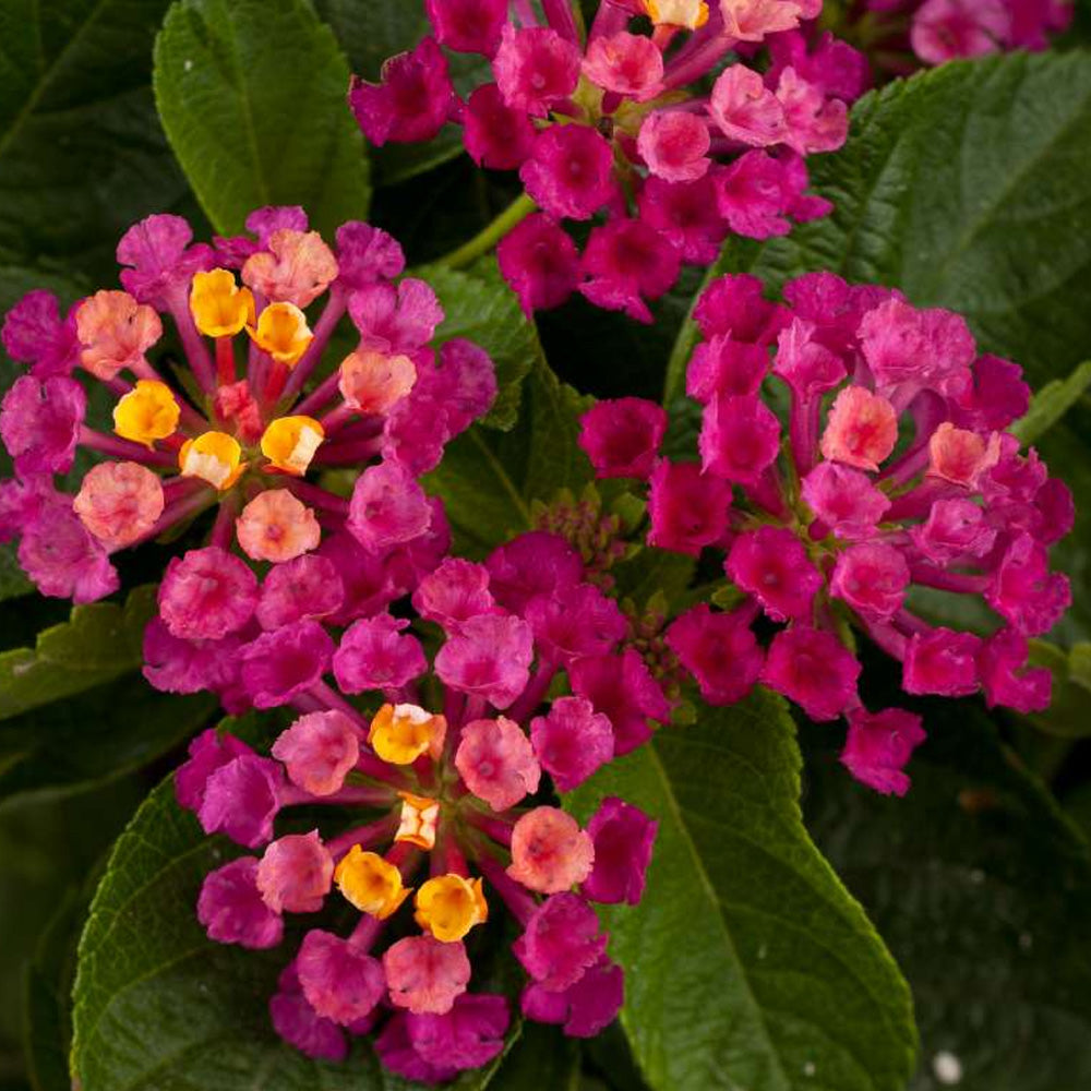 Annual, 4.5" Lantana Gem