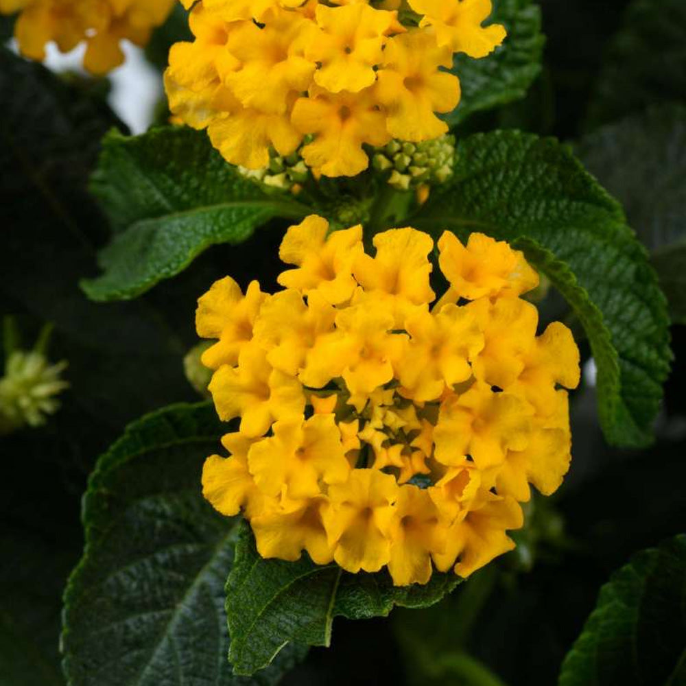 Annual, 4.5" Lantana Gem