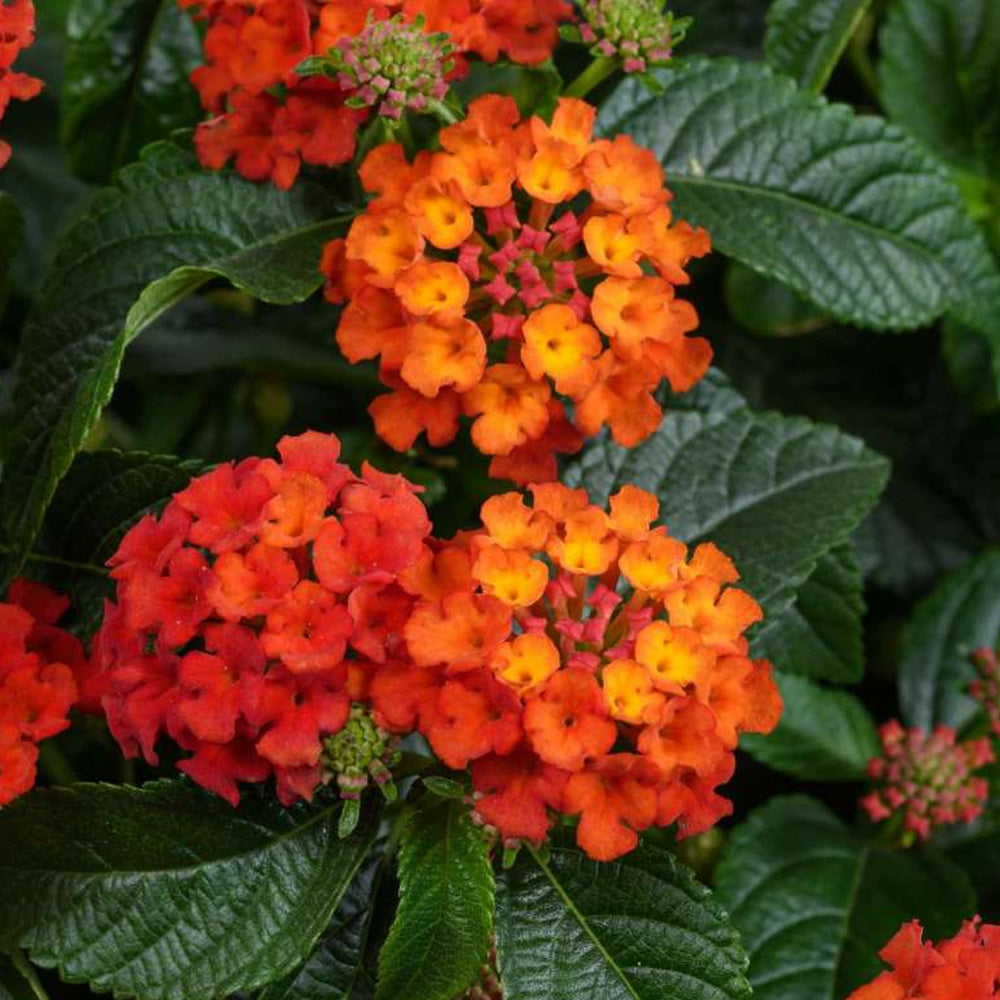 Annual, 4.5" Lantana Gem