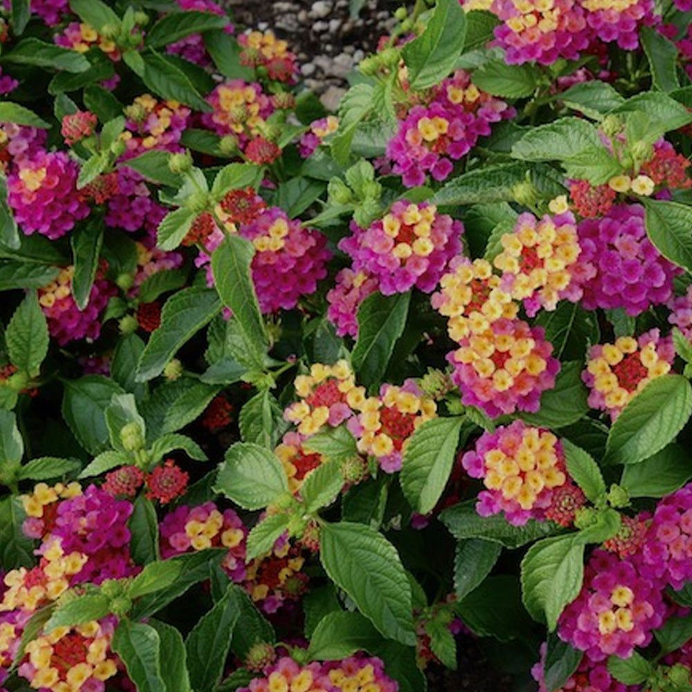 Annual, 4.5" Lantana Gem