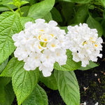 Load image into Gallery viewer, Annual, 4.5&quot; Lantana Gem
