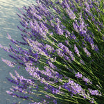 Load image into Gallery viewer, Lavender, Grosso Qt
