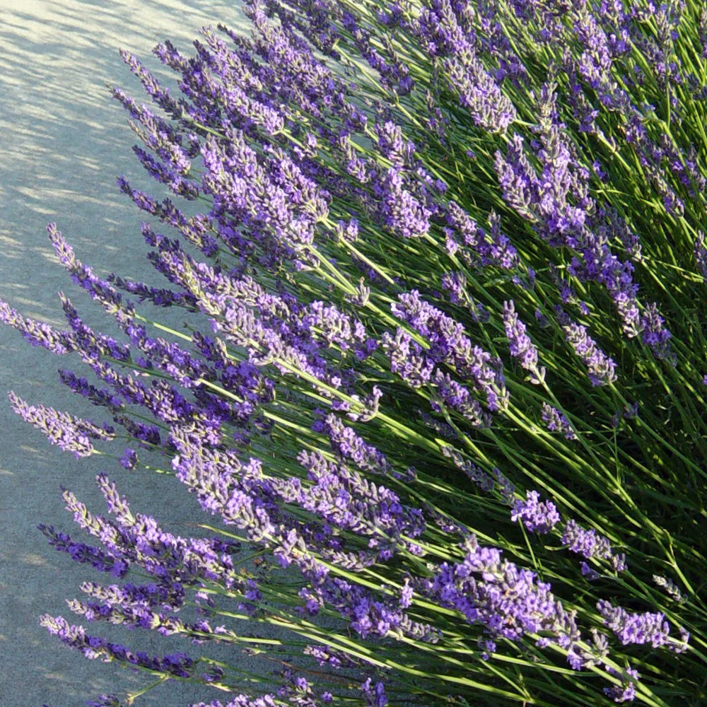 Lavender, Grosso Qt