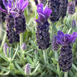 Load image into Gallery viewer, Lavender, Anouk Purple Flare #1
