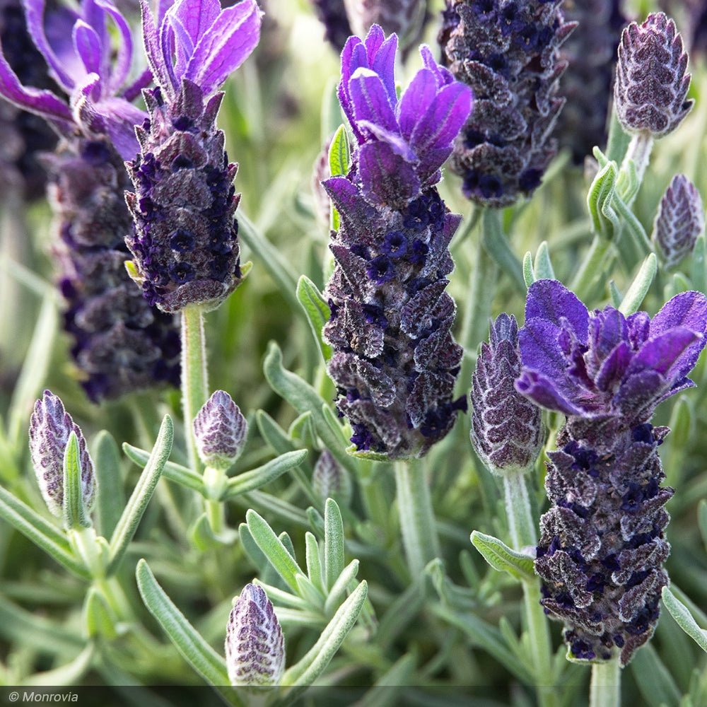 Lavender, Anouk Purple Flare #1