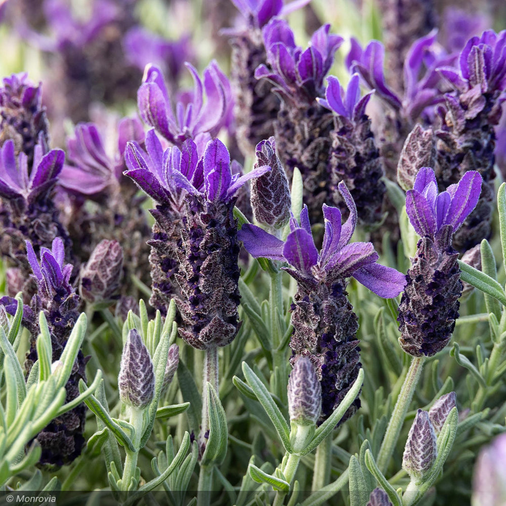 Lavender, Anouk Purple Flare #1