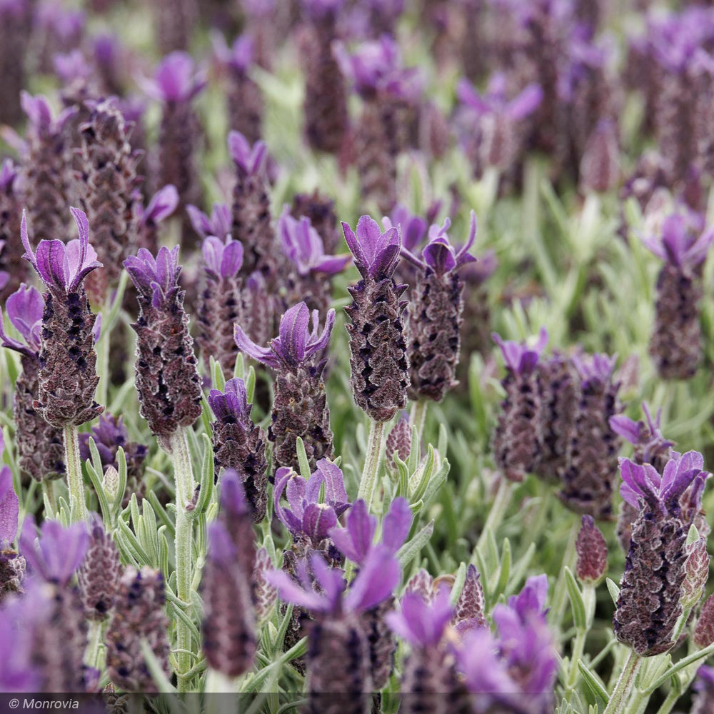 Lavender, Anouk Purple Medley #1