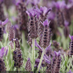 Load image into Gallery viewer, Lavender, Anouk Purple Medley #1
