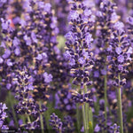 Load image into Gallery viewer, Lavender, Hidcote #1