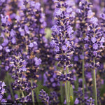 Load image into Gallery viewer, Lavender, Hidcote Qt
