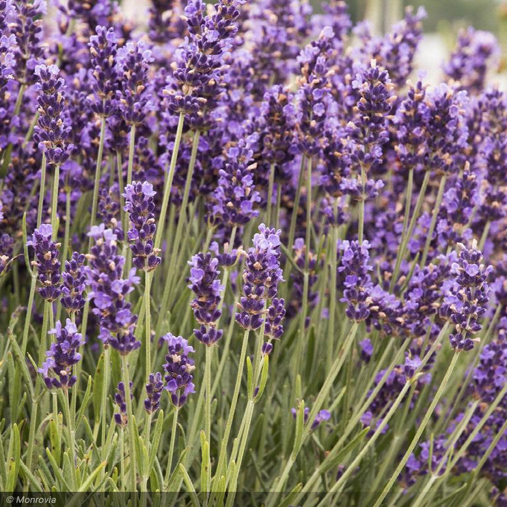 Lavender, Hidcote #1