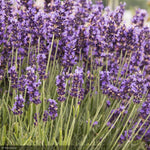 Load image into Gallery viewer, Lavender, Hidcote #2