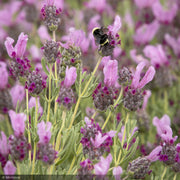 Lavender, Javelin Forte Deep Rose #1