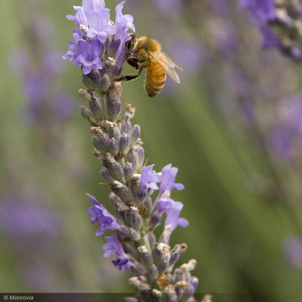 Lavender, Provence #1