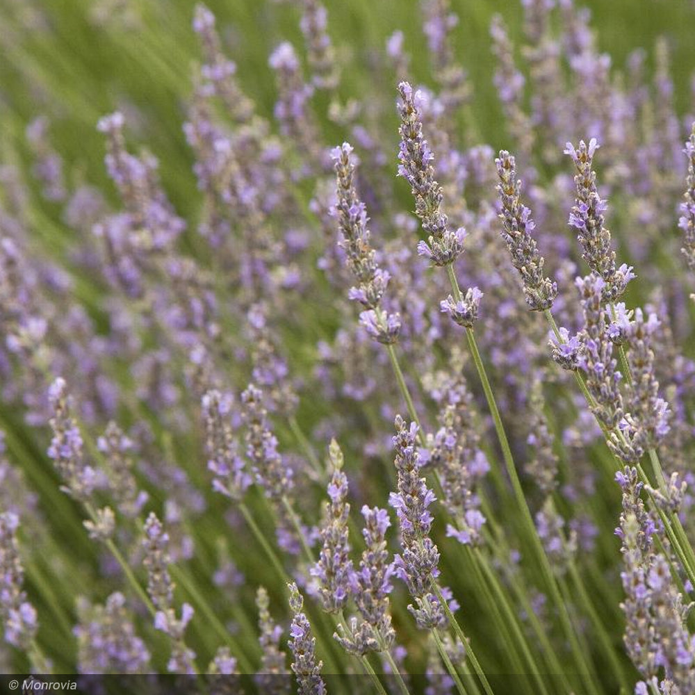 Lavender, Provence #1