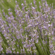 Lavender, Provence #2