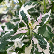 Lavender, Sensational! #1