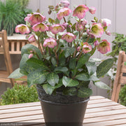 Lenten Rose, Frostkiss Dorothy Dawn #1