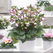 Lenten Rose, Frostkiss Glenda Gloss 1