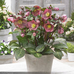 Load image into Gallery viewer, Lenten Rose, Frostkiss Pippa&#39;s Purple #1
