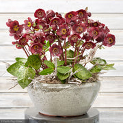 Lenten Rose, Frostkiss Winter Angels Vibey Velvet #1