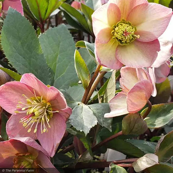 Lenten Rose, Ice n' Roses, Rose Greenwood Creek Nursery